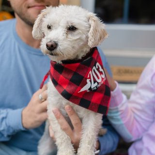 Winter Plaid Connecticut Dog Bandana