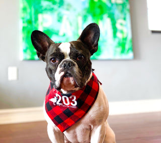Winter Plaid Connecticut Dog Bandana