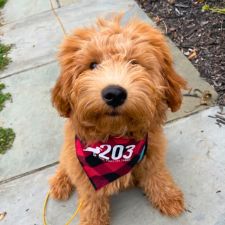 Flannel 203 Connecticut Dog Bandana